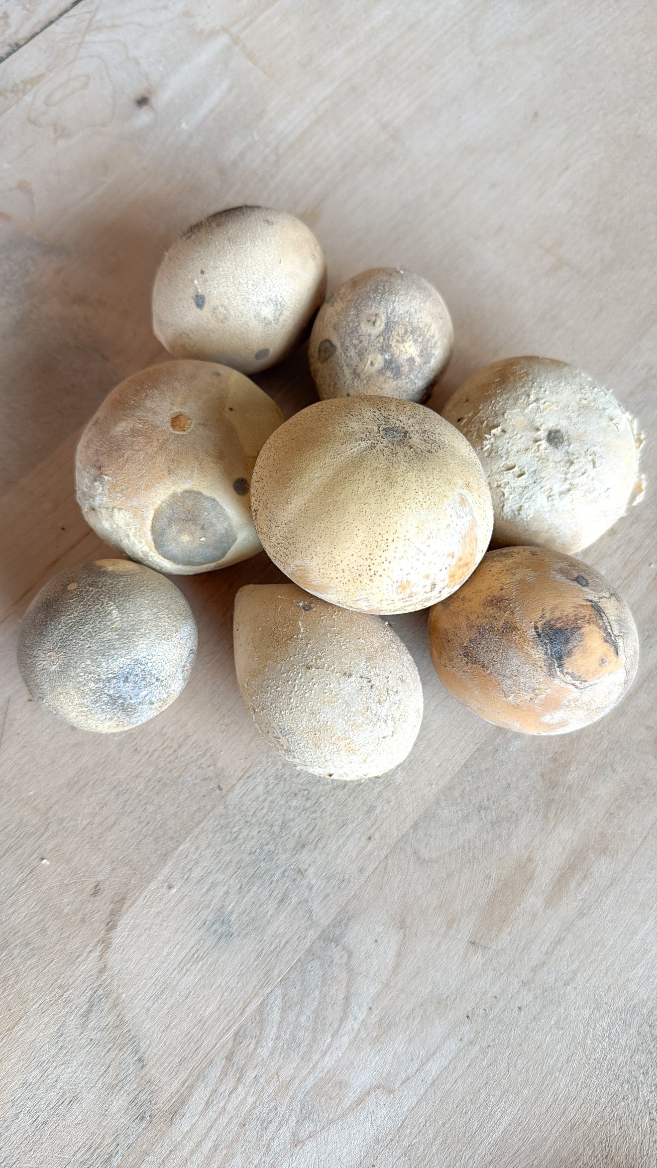 Bundle of 8 Gourd Eggs