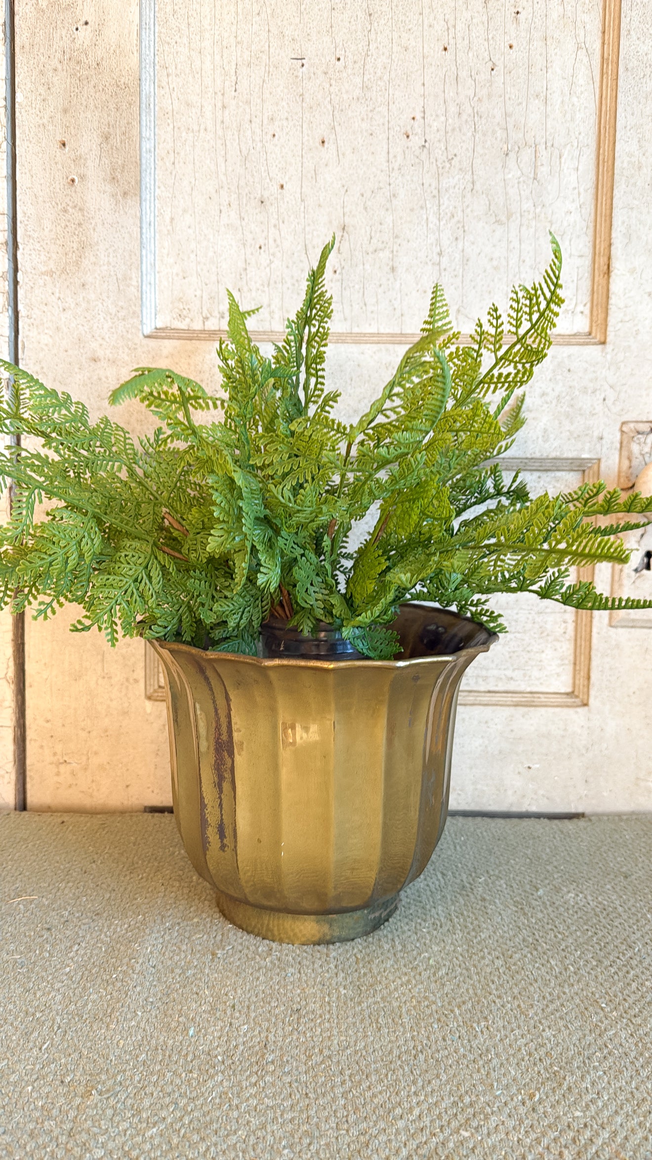 Fern Bush