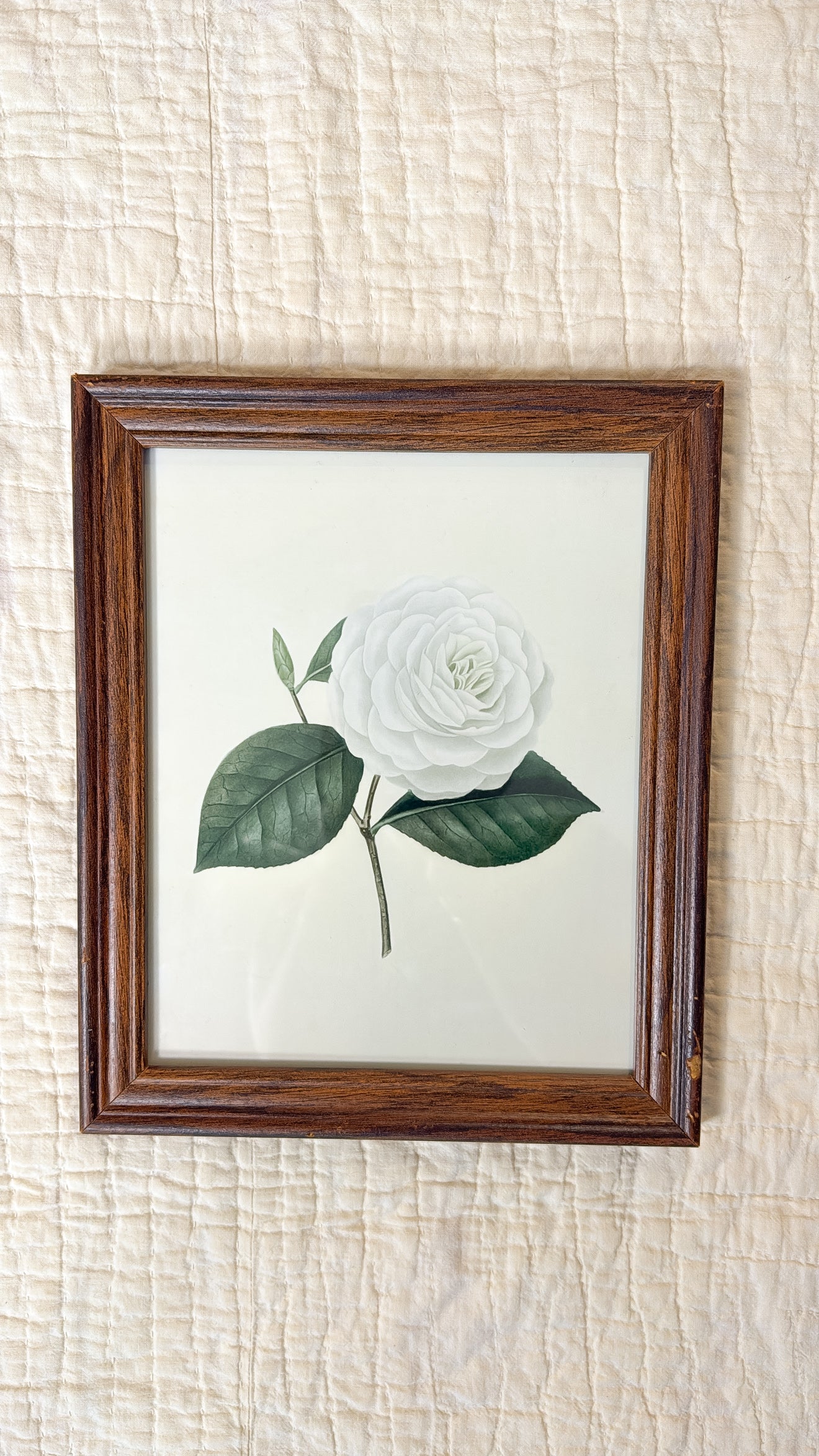 Vintage White Rose Print