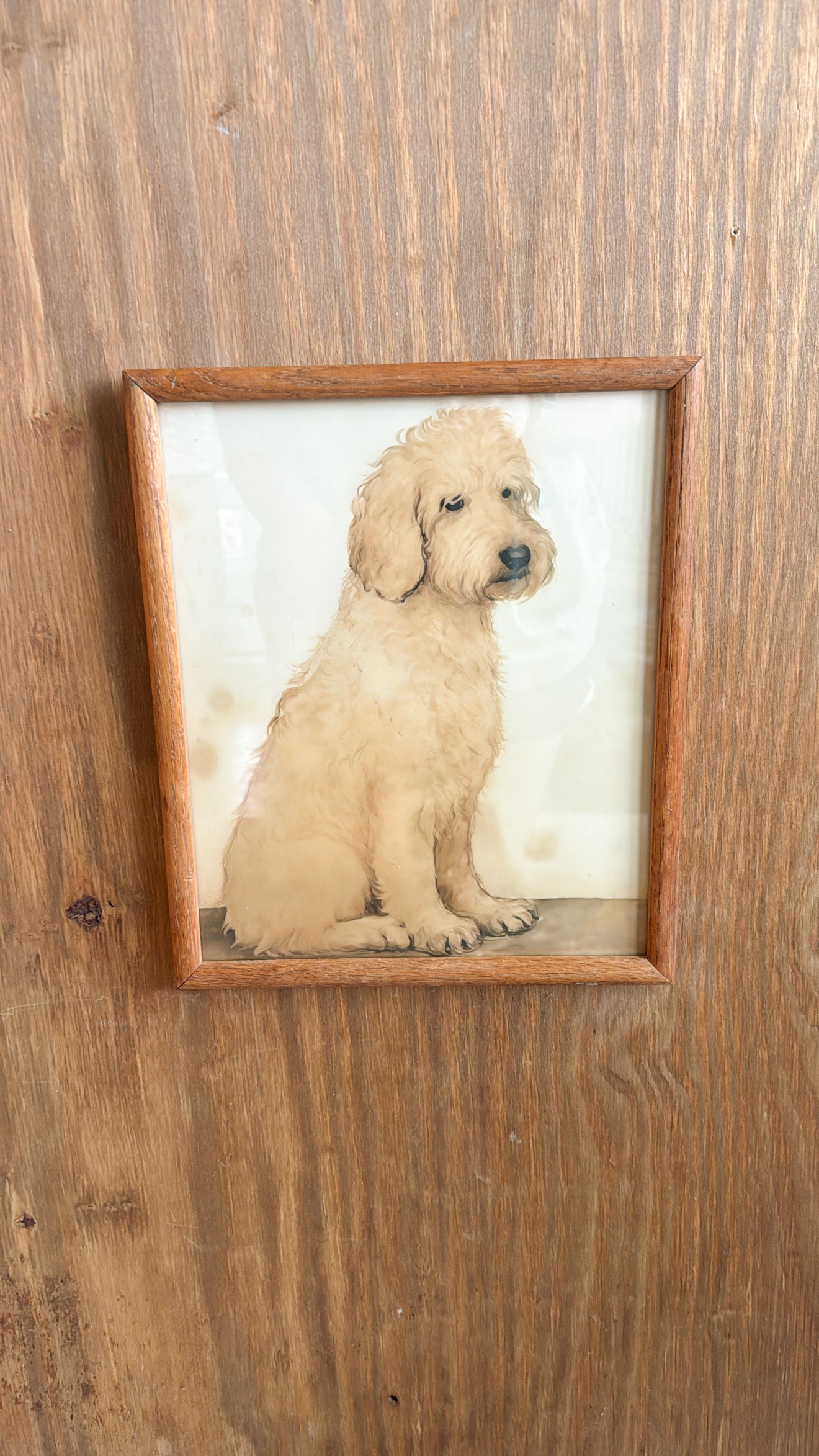Golden-doodle Print