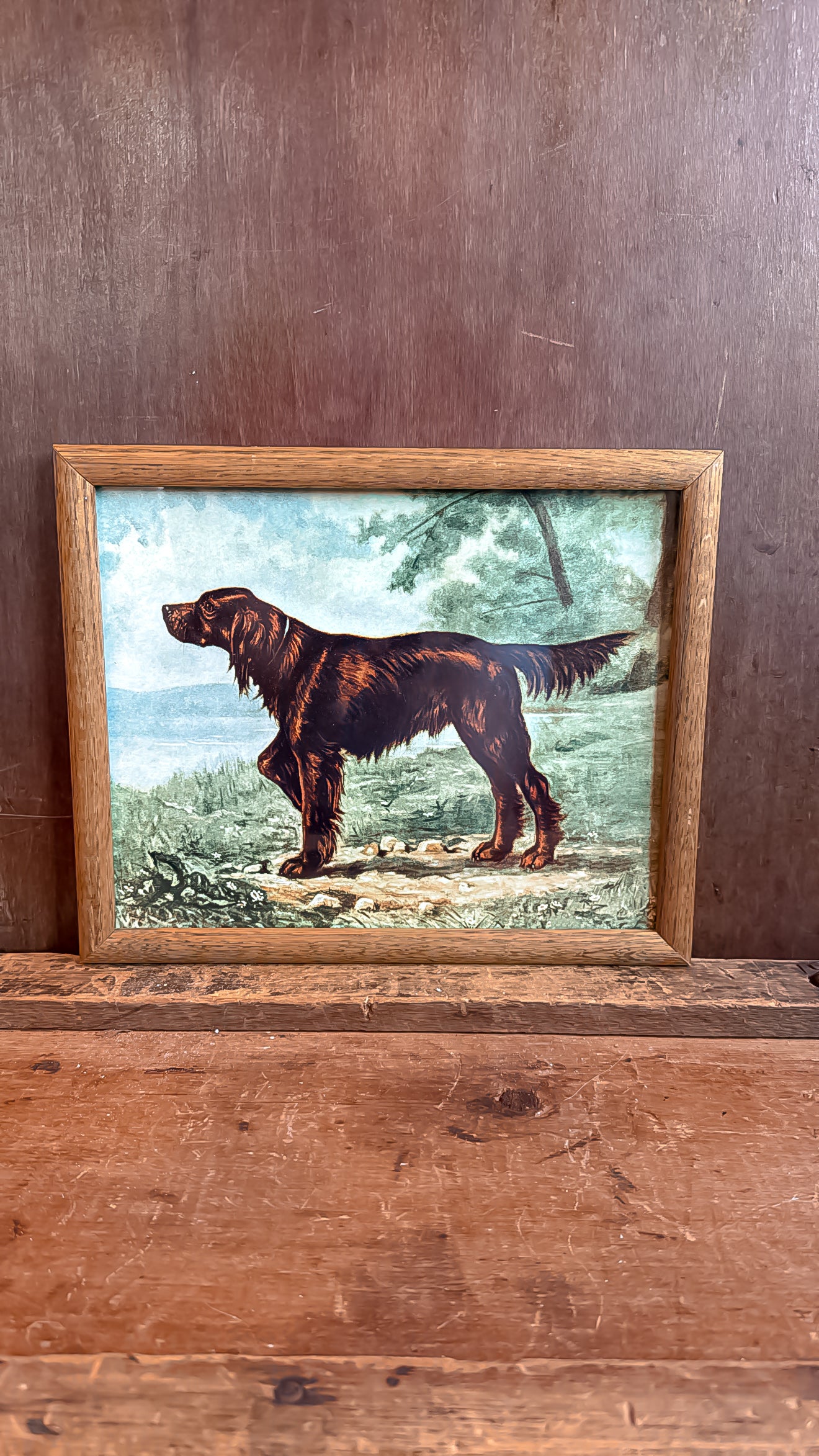 Irish Setter Print
