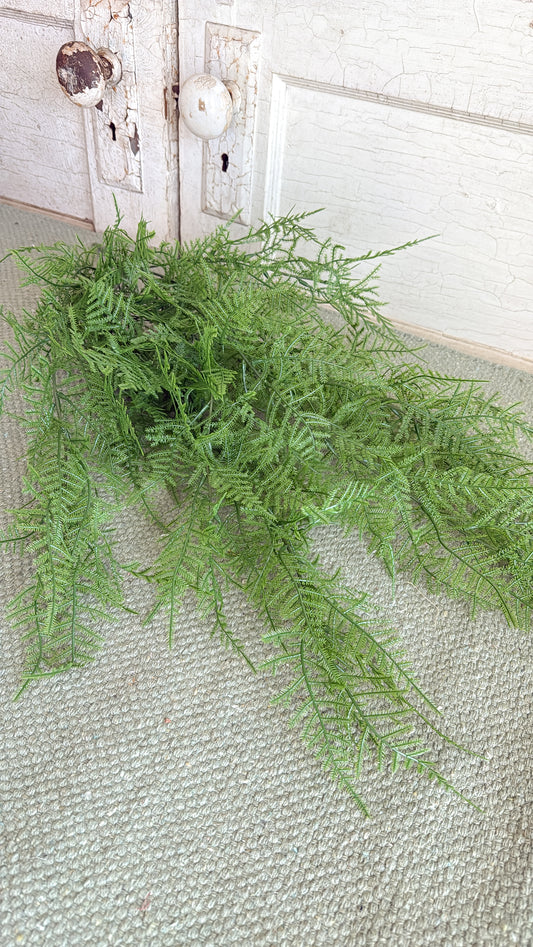 Asparagus Fern Bush