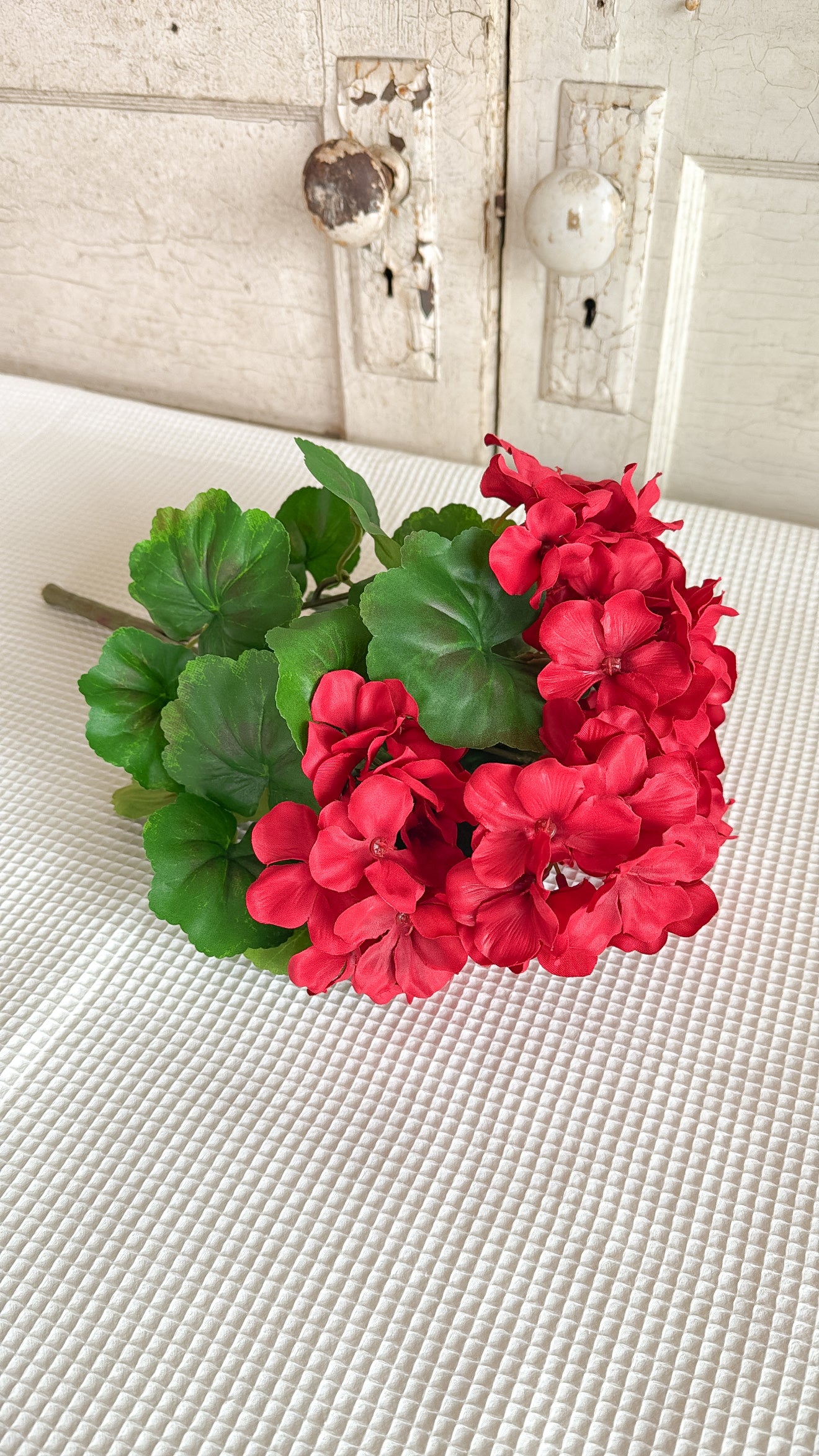 Red Geranium Bush