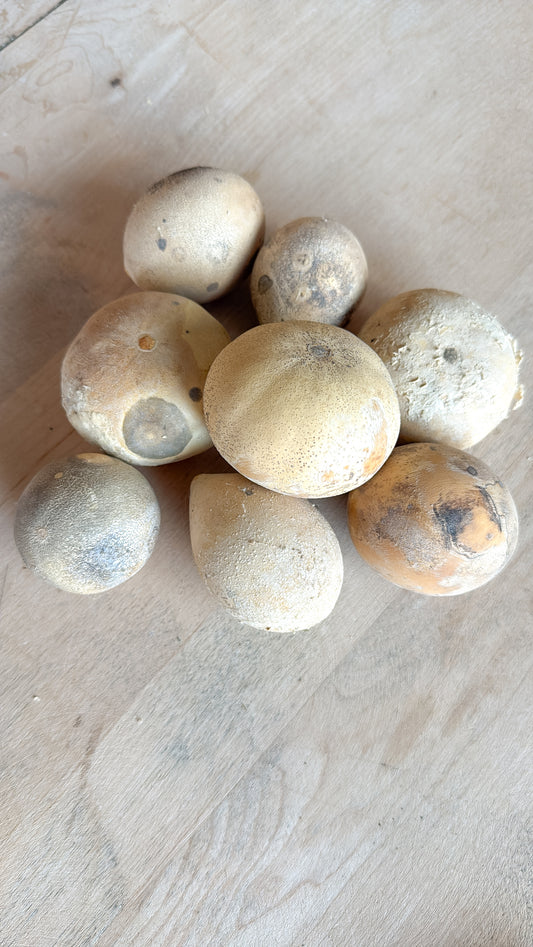 Bundle of 8 Gourd Eggs