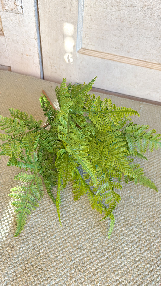 Fern Bush