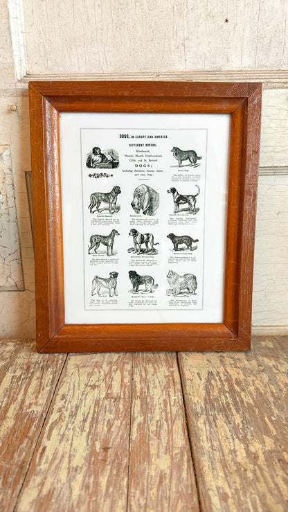 Different Dog Breeds Print