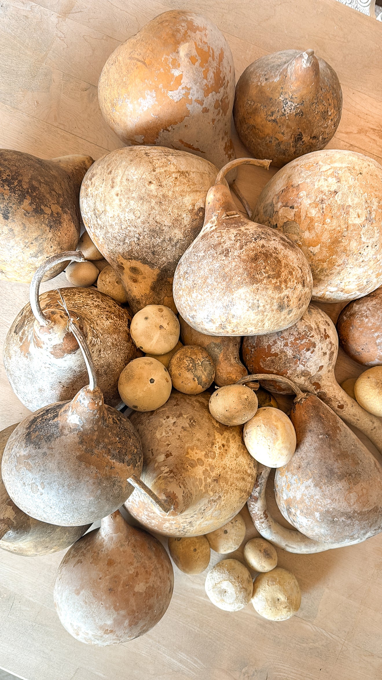 10” Dried Gourd