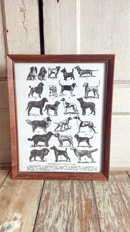 Vintage Types of Dogs Print