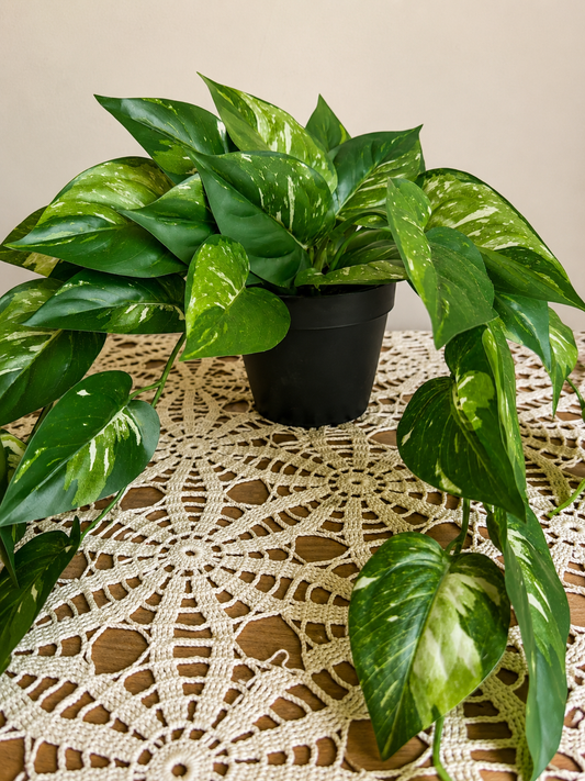Potted Faux Pothos Plant