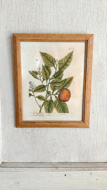 Vintage Orange Tree Print