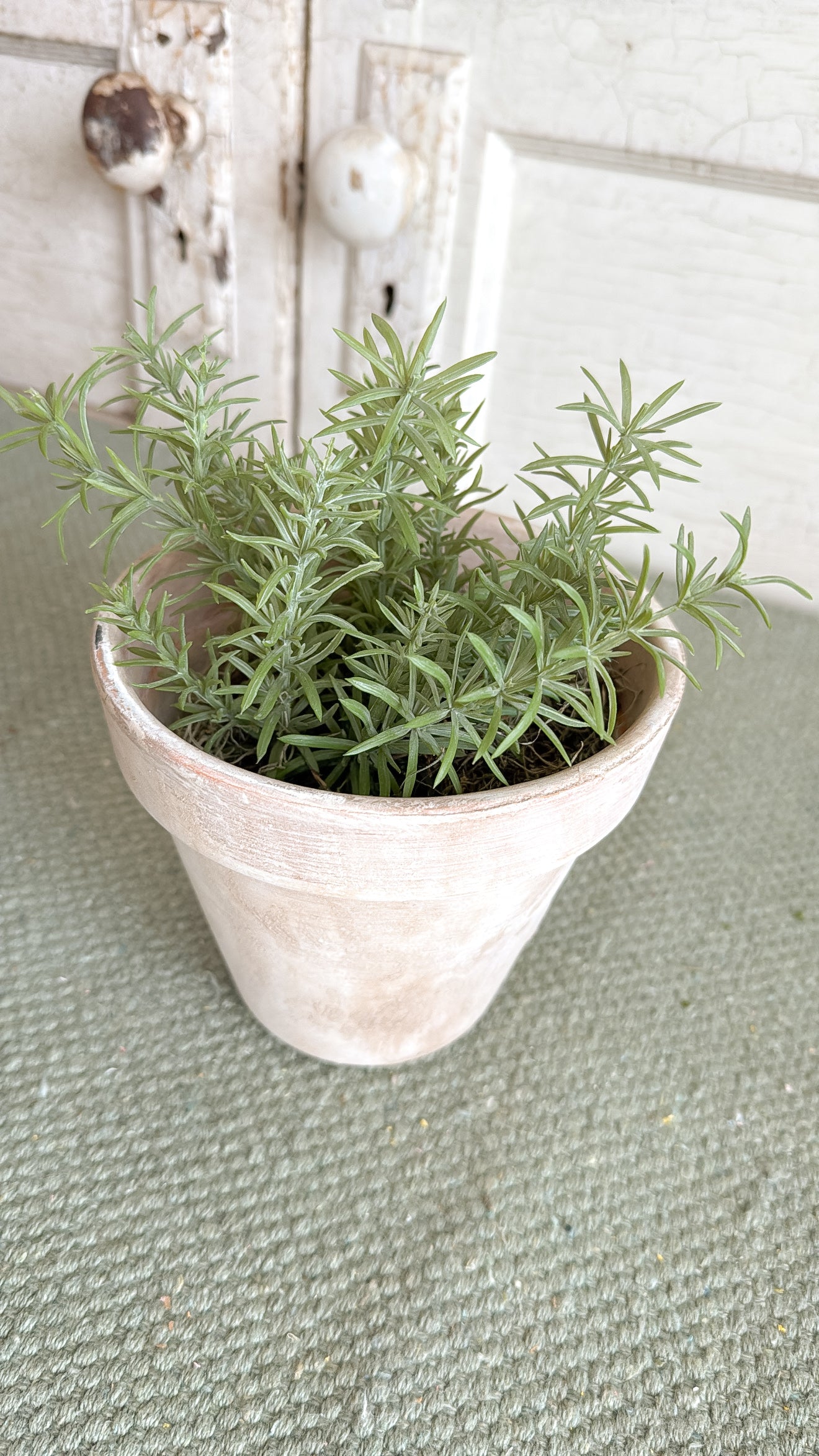 6" Aged Terracotta Pot w/ faux Herb