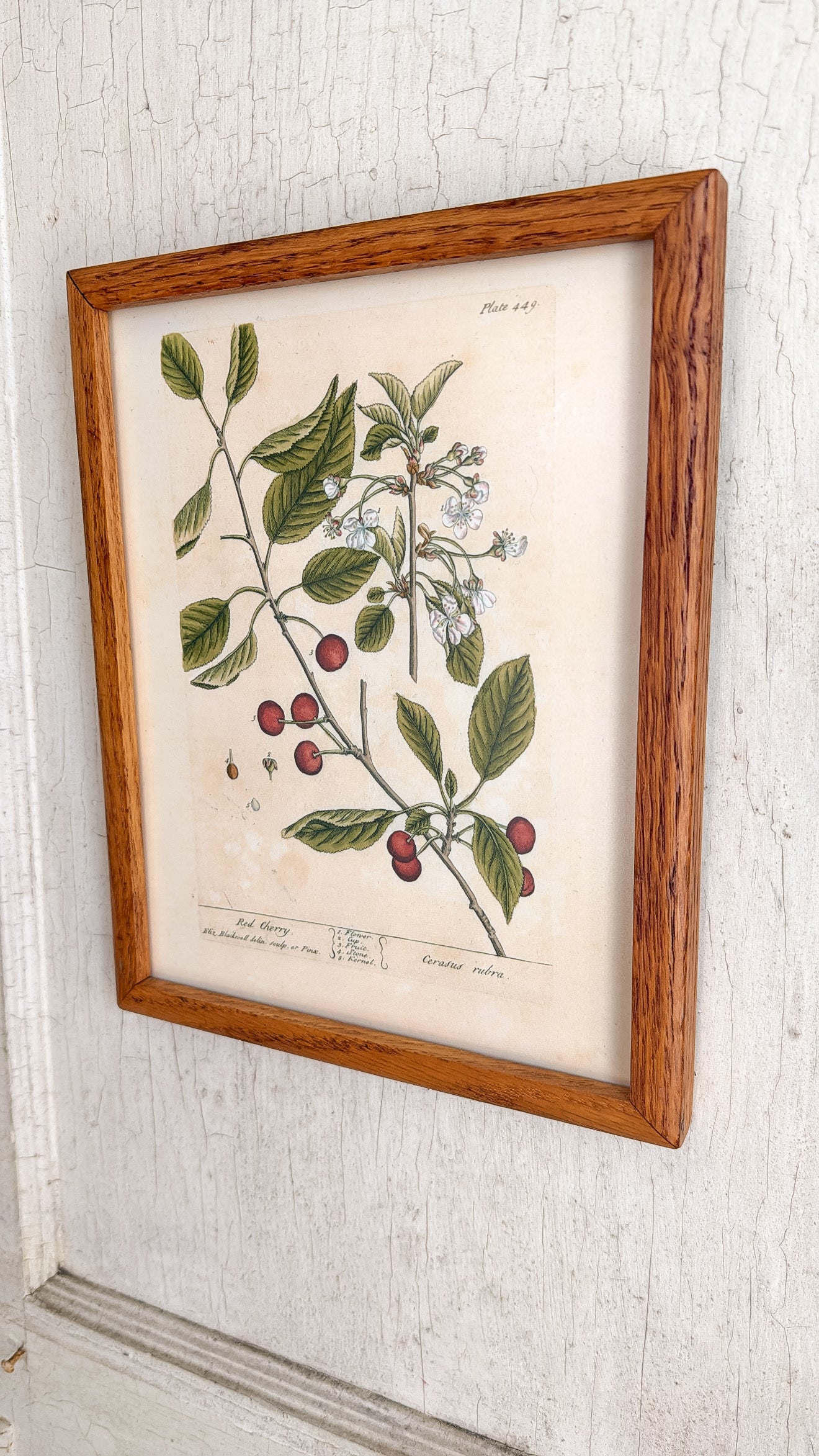 Vintage Red Cherry Print