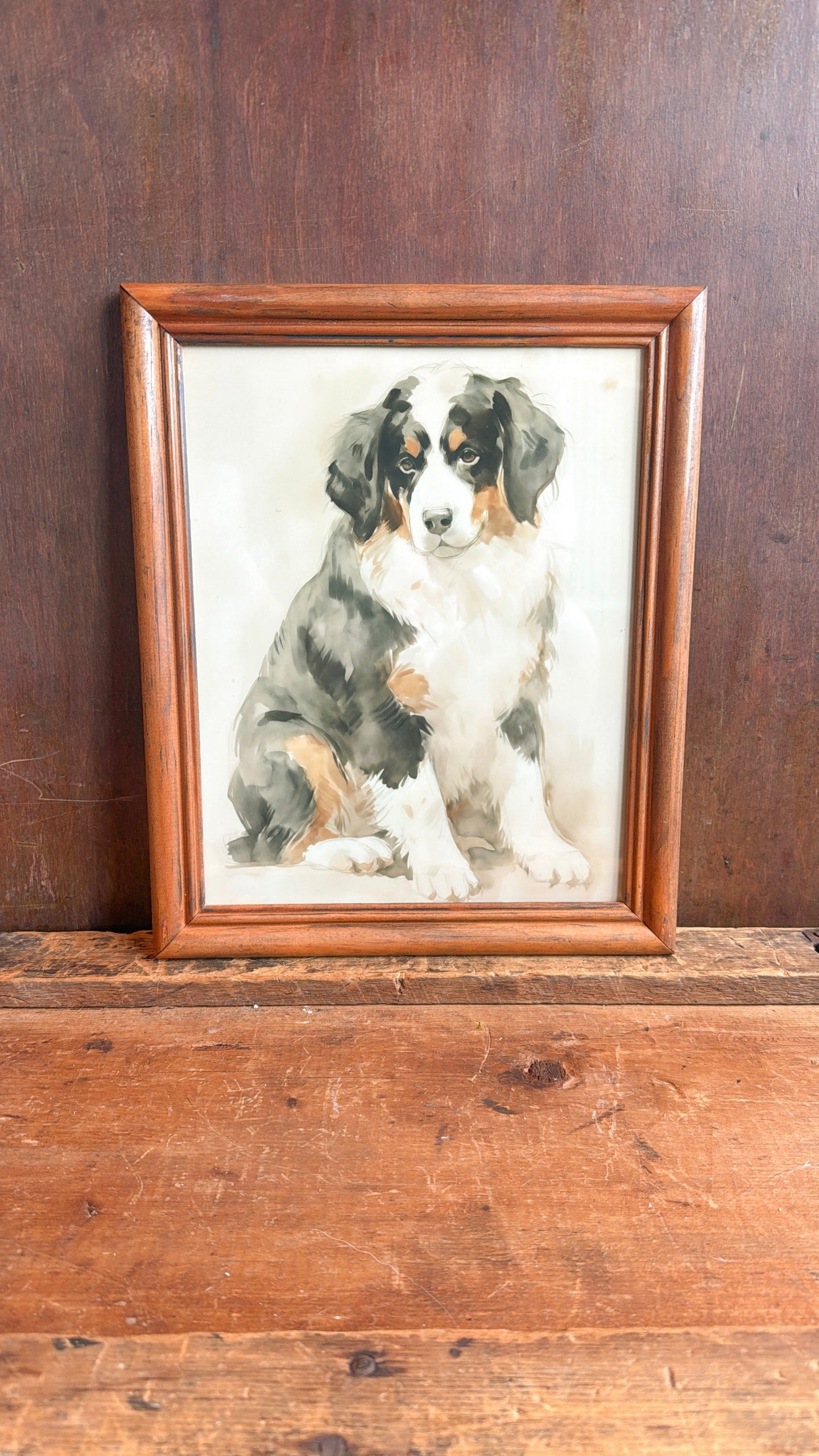 Bernese Mountain Dog