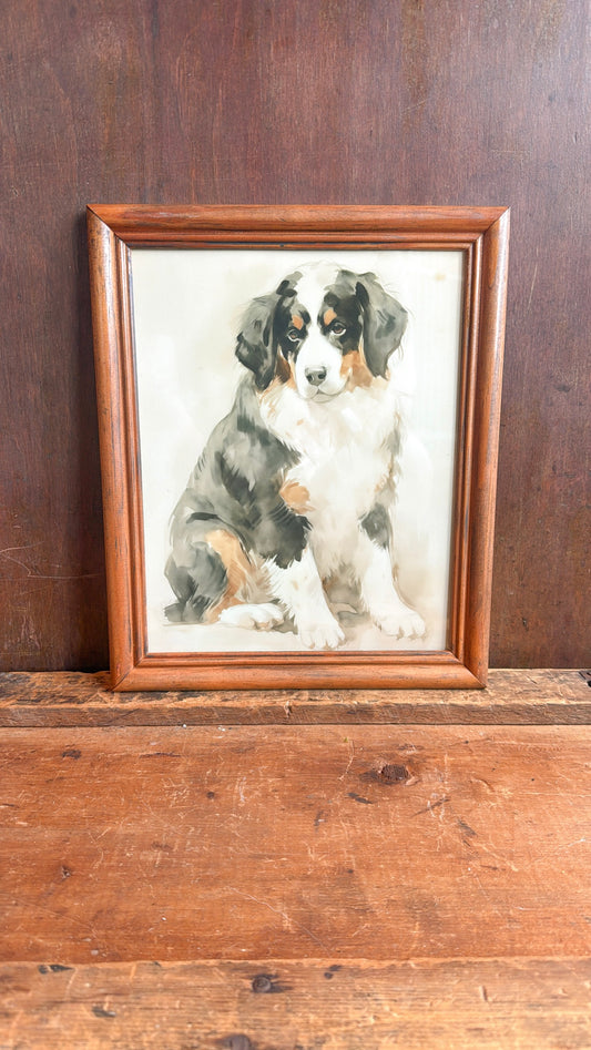 Bernese Mountain Dog