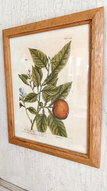 Vintage Orange Tree Print