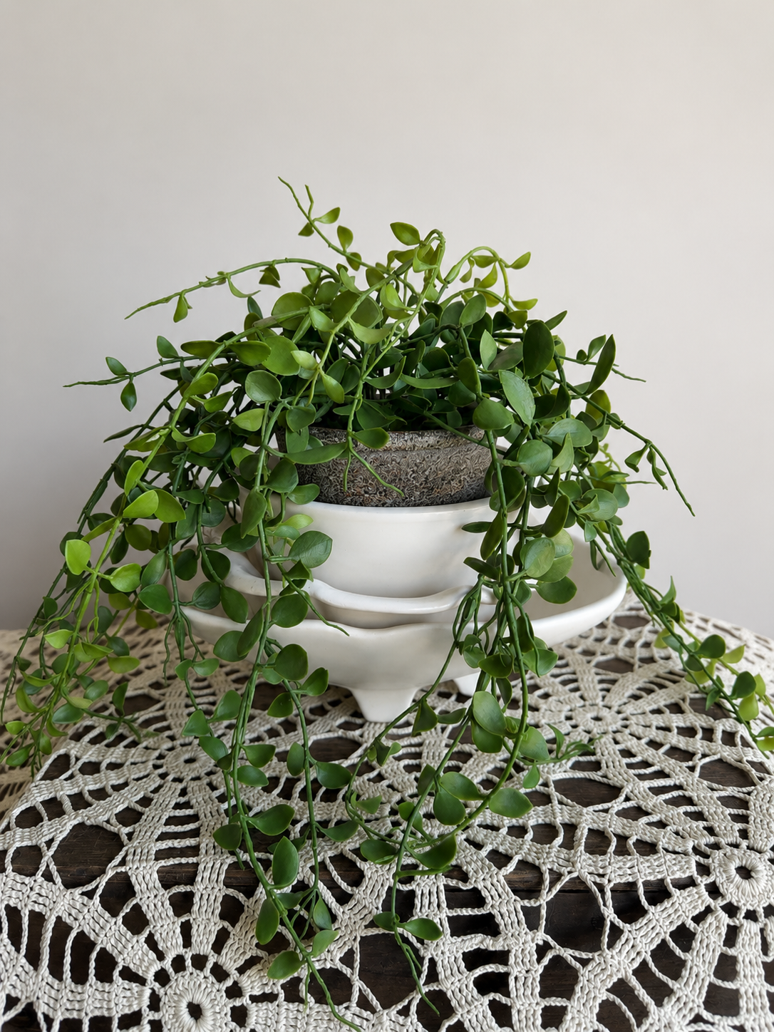 Potted String of Nickels Greenery