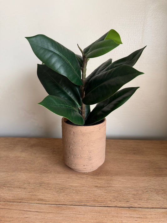 Rubber Potted Plant
