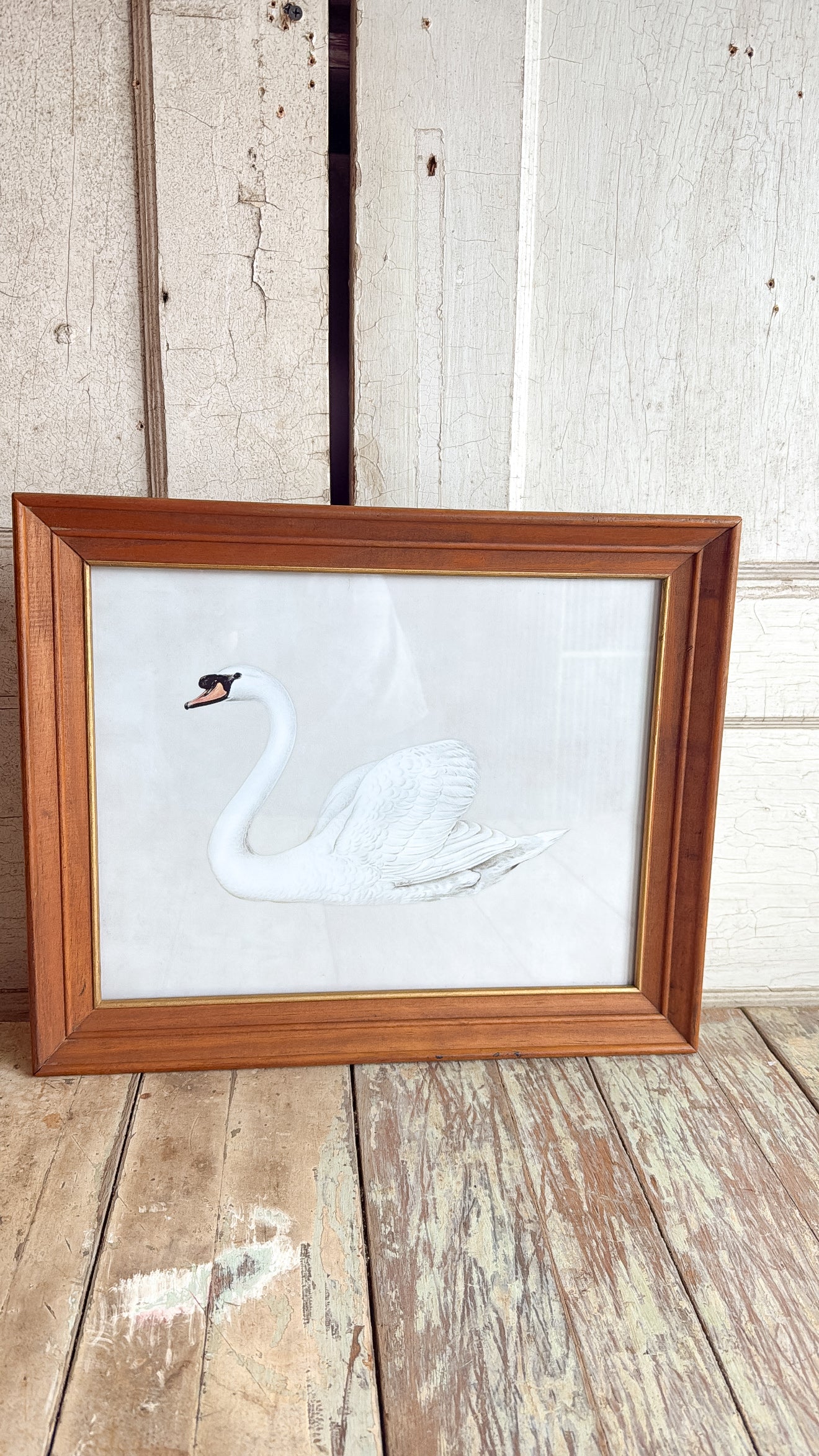 Antique White Swan Print