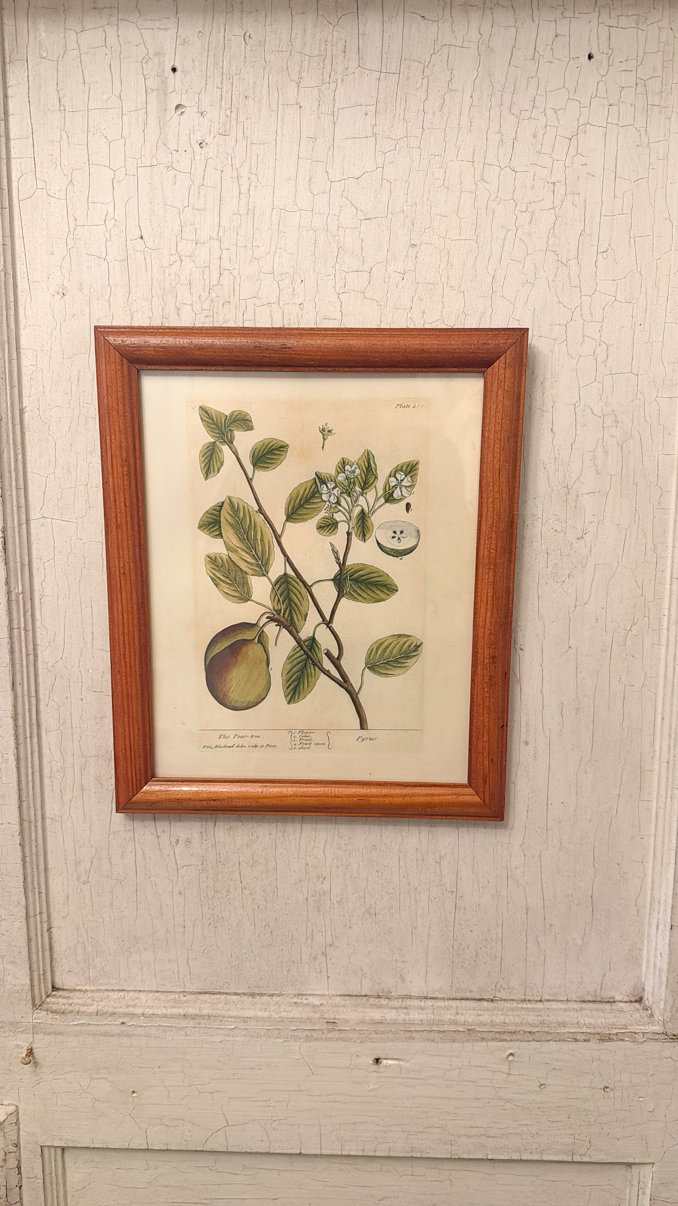 The Pear Tree Print