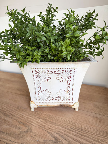 Boxwood Bush Stem