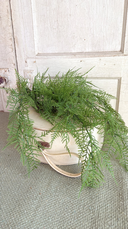 Asparagus Fern Bush