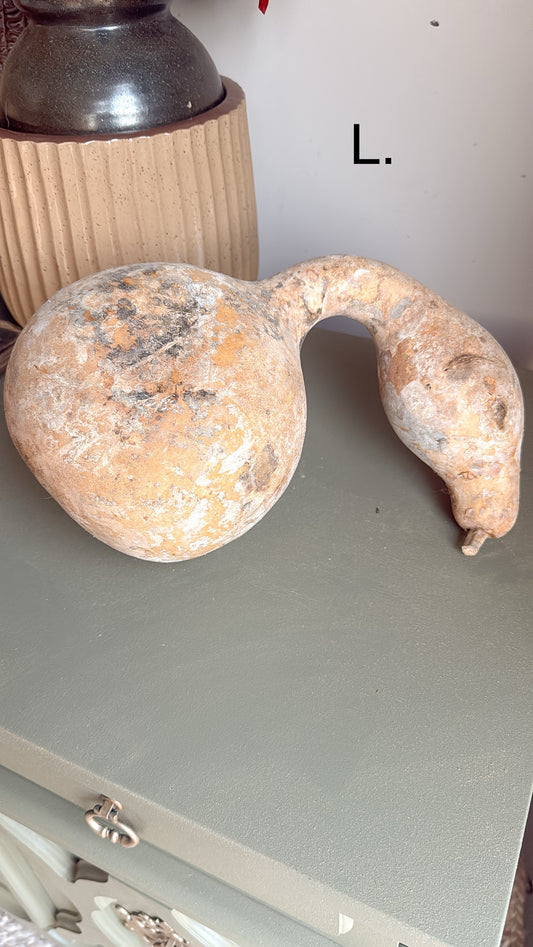 13” Tall Dried Gourd