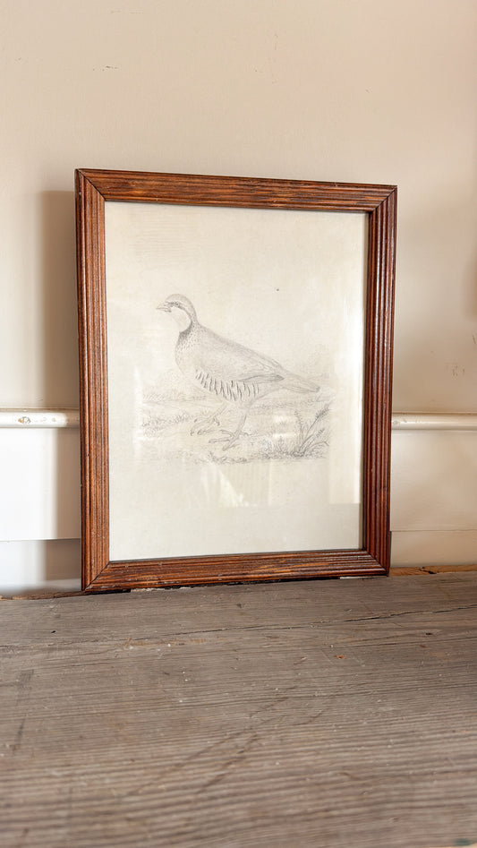8x10 Quail Print