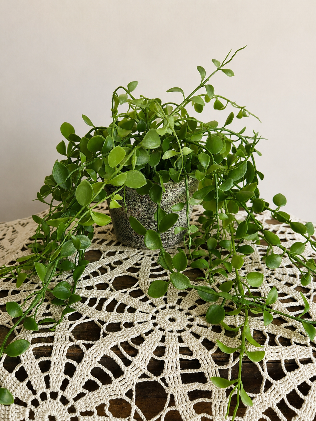Potted String of Nickels Greenery