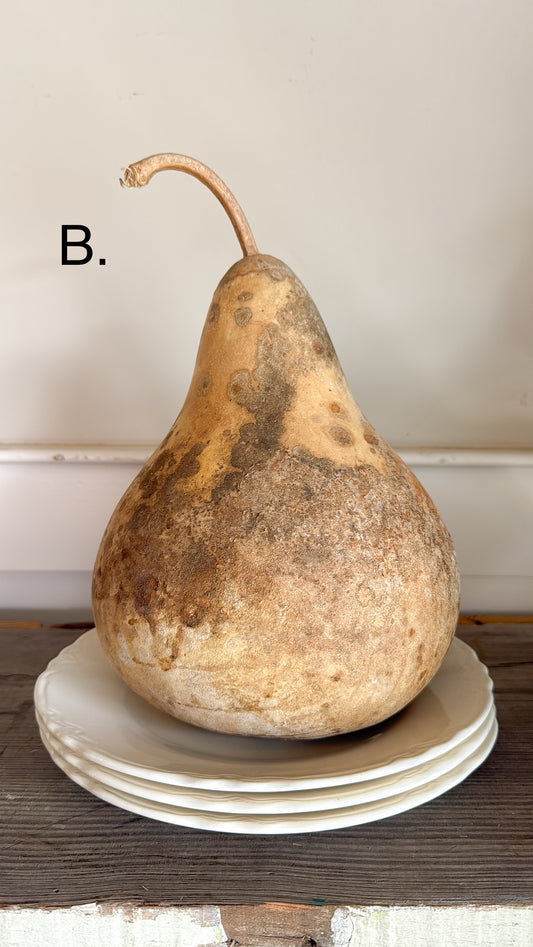 10” Dried Gourd