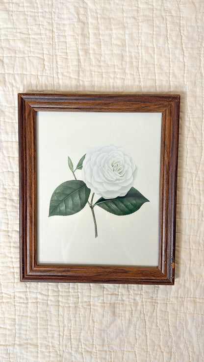 Vintage White Rose Print