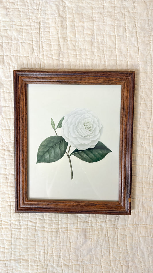 Vintage White Rose Print