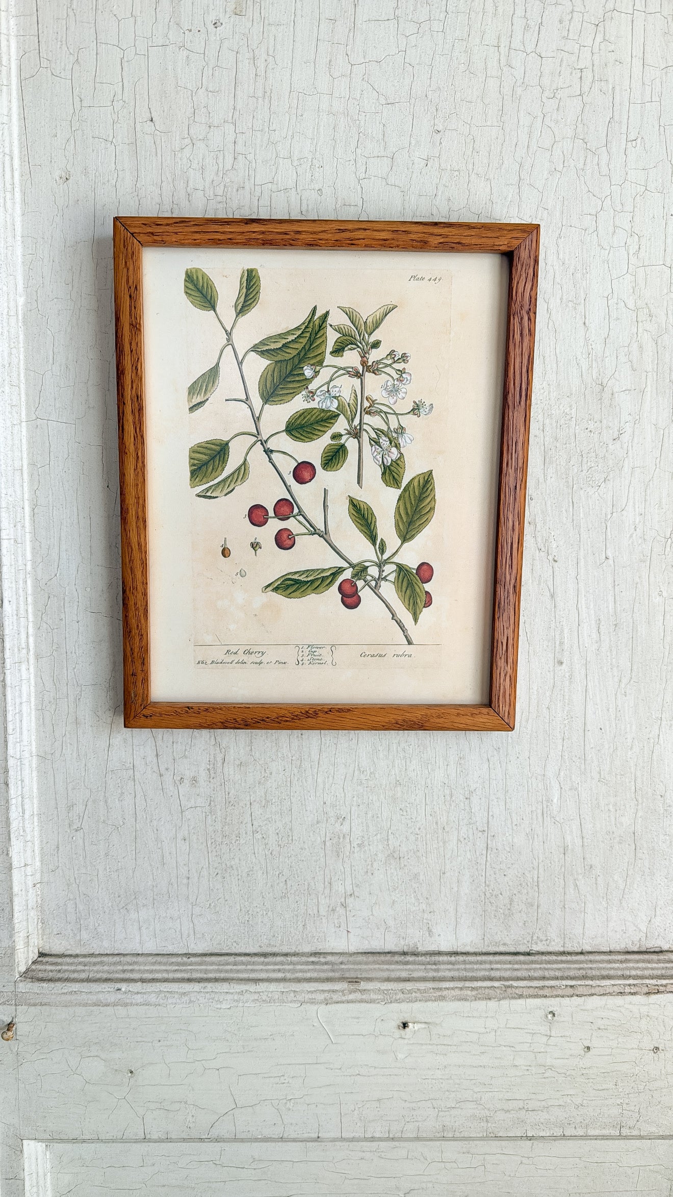 Vintage Red Cherry Print