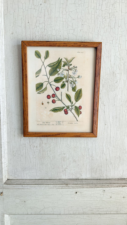 Vintage Red Cherry Print