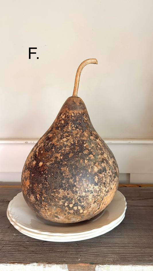 10” Dried Gourd