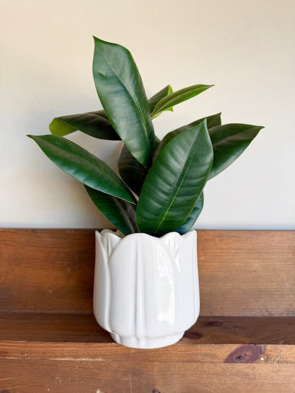 Tulip Shaped Potted Fig