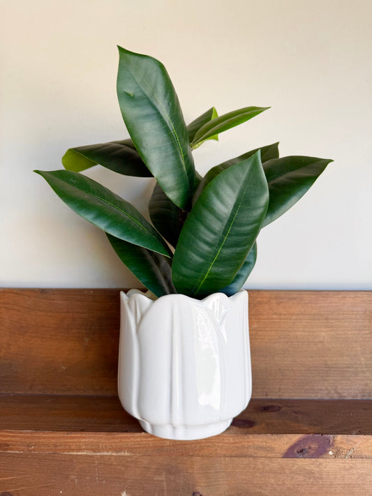 Tulip Shaped Potted Fig
