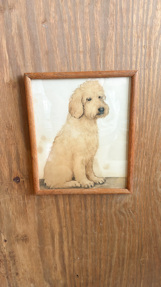 Golden-doodle Print