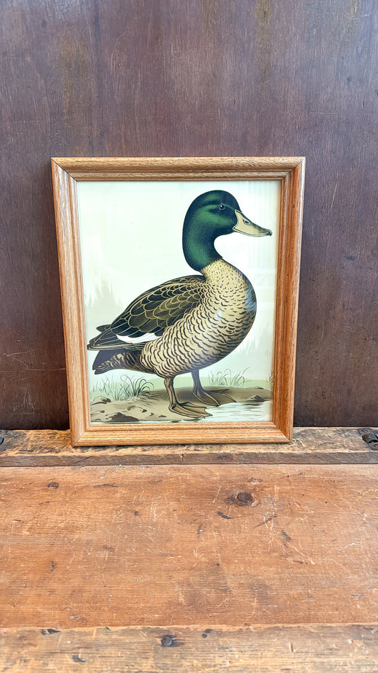 Mallard Print