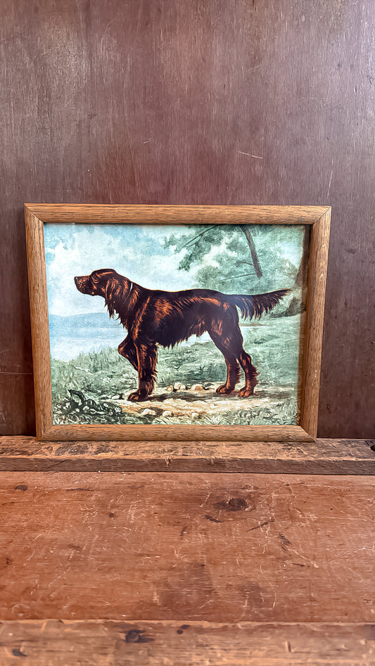 Irish Setter Print