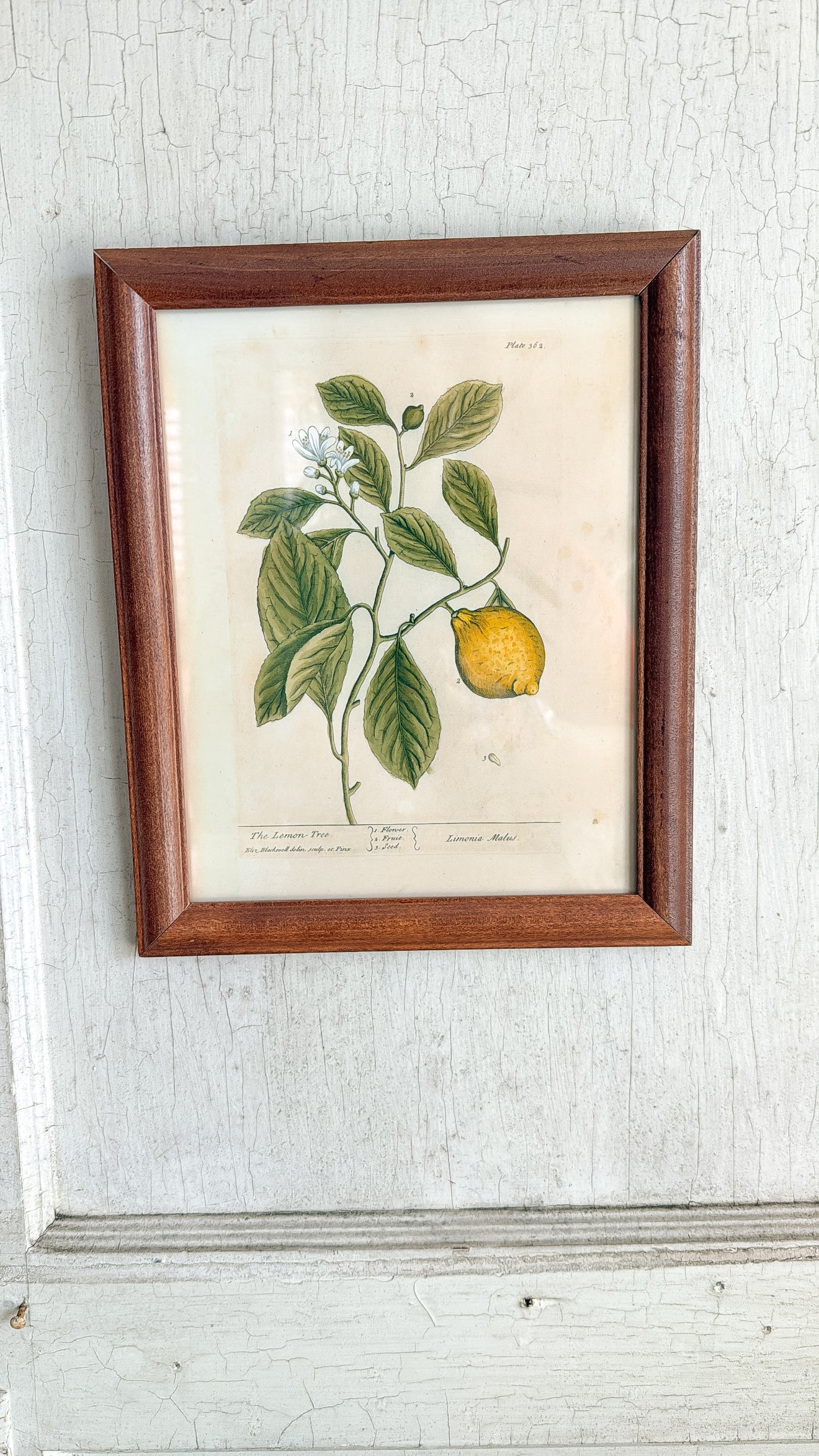 Vintage Lemon Tree Print