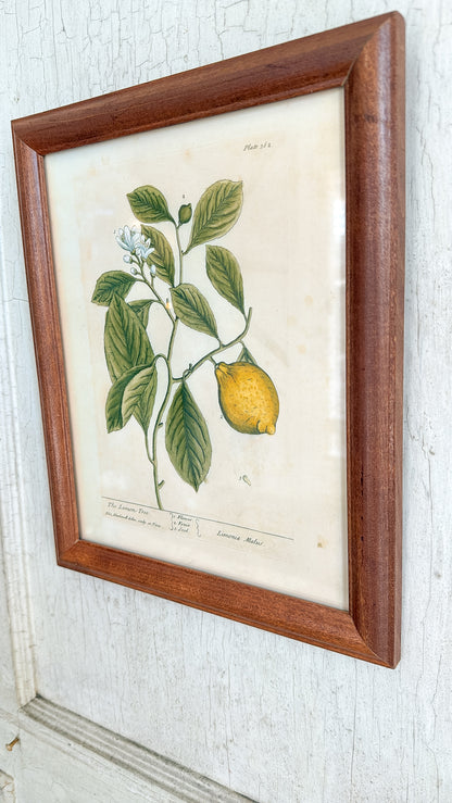 Vintage Lemon Tree Print